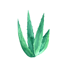 https://cdn.foreverliving.com/content/cards/images/aloe_vera_-_ingredient_ingredient_256x256_1556145786178.png