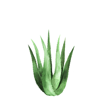 https://cdn.foreverliving.com/content/cards/images/aloe_vera_gel_-_ingredient_ingredient_352x352_1558419047508.png