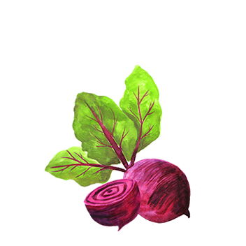 https://cdn.foreverliving.com/content/cards/images/beet_root_extract_-_ingredient_ingredient_352x352_1558448563440.png