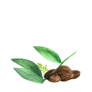 https://cdn.foreverliving.com/content/cards/images/jojoba_seed_oil_-_ingredient_ingredient_352x352_1558423230583.png