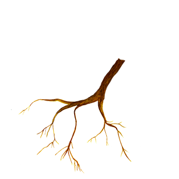 https://cdn.foreverliving.com/content/cards/images/licorice_root_-_ingredient_ingredient_352x352_1558448671674.png