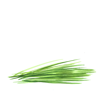 https://cdn.foreverliving.com/content/cards/images/wheat_grass_powder_-_ingredient_ingredient_352x352_1558418456485.png